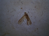 Netzflügler Neuroptera