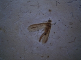 Netzflügler Neuroptera