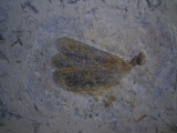 Libellenflügel Paranemiphlebia