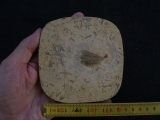 Libellenflügel Paranemiphlebia