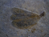 Libellenflügel Paranemiphlebia