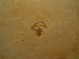 Sinne Araneae