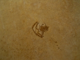 Sinne Araneae