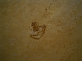 Sinne Araneae
