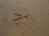Libelle Prahemiphlebia