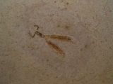 Libelle Prahemiphlebia