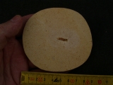 Fossile Heuschrecke