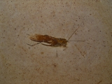 Fossile Heuschrecke