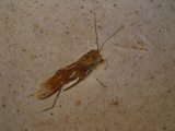 Fossile Heuschrecke
