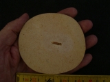 Fossile Heuschrecke
