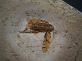 Fossile Schabe