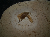 Fossile Schabe