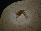 Fossile Schabe