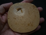 Fossile Schabe