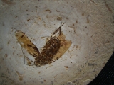 Fossile Schabe