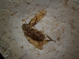 Fossile Schabe