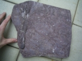 Millipede track, carboniferous