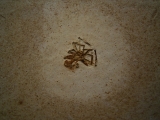 Spinne Araneae