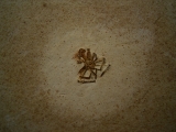 Spinne Araneae