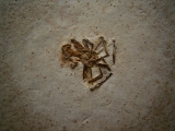 Spinne Araneae