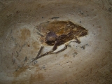 Fossile Schabe