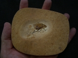 Fossile Schabe