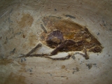 Fossile Schabe