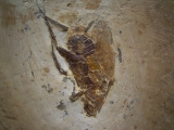 Fossile Schabe