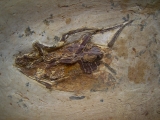 Fossile Schabe