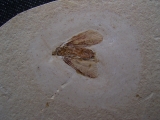 Eintagsfliege