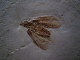 Eintagsfliege