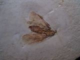 Eintagsfliege
