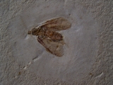 Eintagsfliege