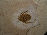 Fossile Wanze