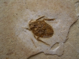 Fossile Wanze