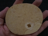 Fossile Wanze