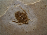Fossile Wanze