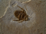 Fossile Wanze
