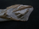 Tethysaur with fish in mouth