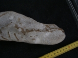 Tethysaurus mit Fisch im Maul