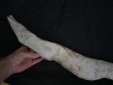 Tethysaurus mit Fisch im Maul