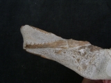 Tethysaurus mit Fisch im Maul