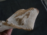 Tethysaurus mit Fisch im Maul