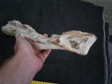 Tethysaurus mit Fisch im Maul