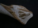 Tethysaurus mit Fisch im Maul