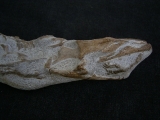 Tethysaurus mit Fisch im Maul