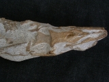 Tethysaurus mit Fisch im Maul