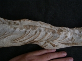 Tethysaurus mit Fisch im Maul