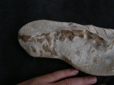Tethysaurus mit Fisch im Maul