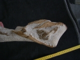 Tethysaurus mit Fisch im Maul